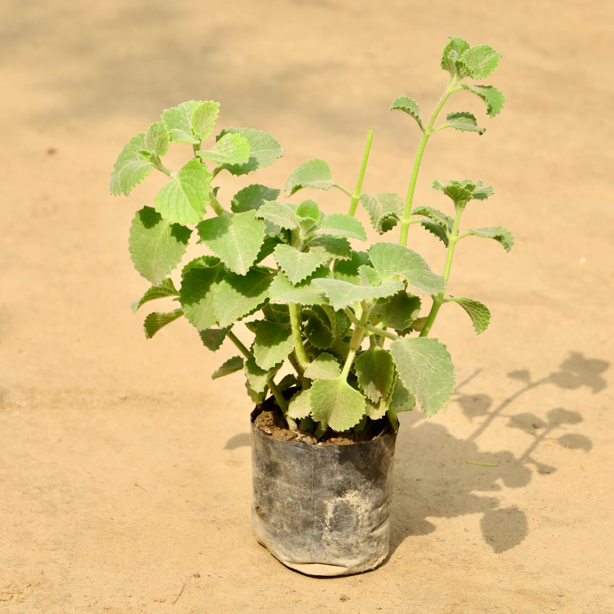 Ajwain Plant in 4 Inch Nursery Bag
