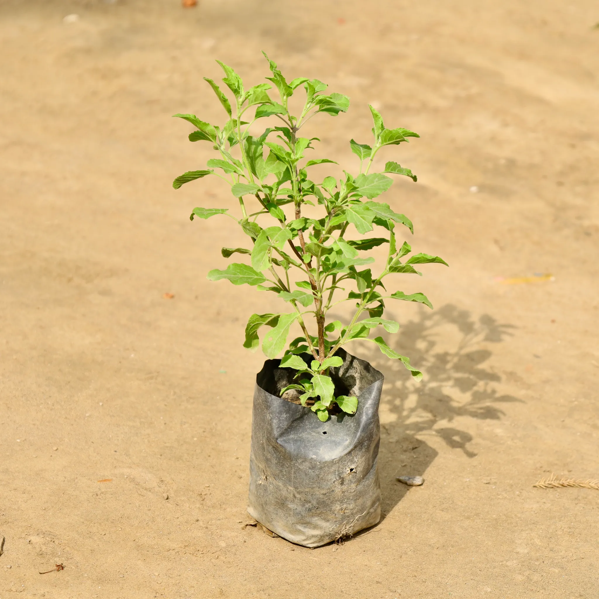 Rama Tulsi in 4 Inch Nursery Bag
