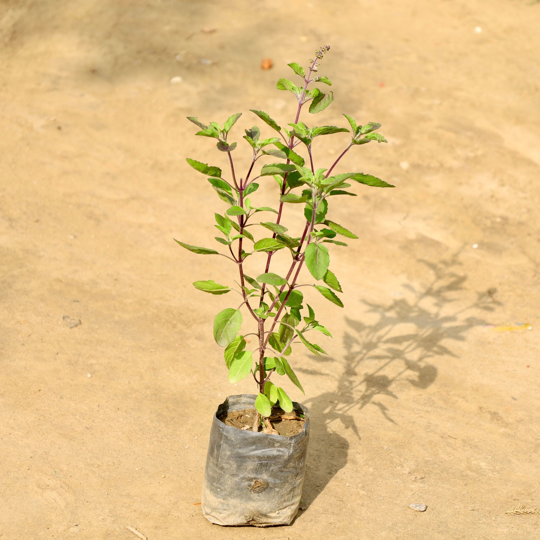 Shyama Tulsi in 4 Inch Nursery Bag