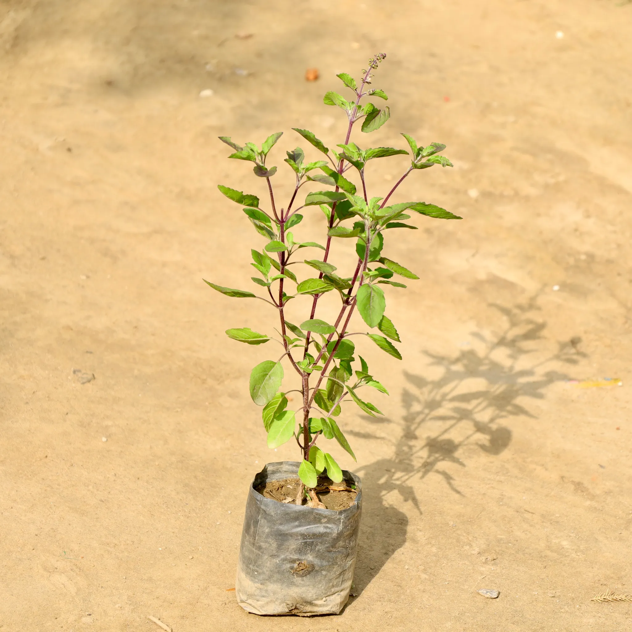 Shyama Tulsi in 4 Inch Nursery Bag