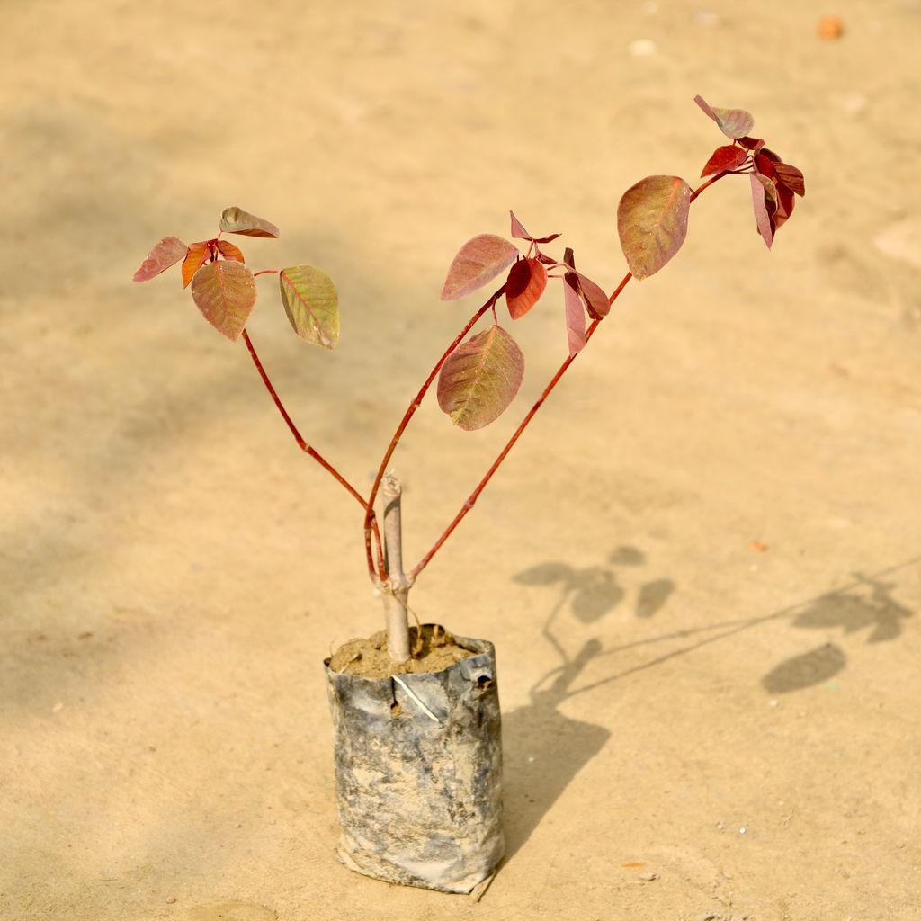 Buy Euphorbia (Any Colour) in 4 Inch Nursery Bag Online | Urvann.com Euphorbia (Any Colour) in 4 Inch Nursery Bag