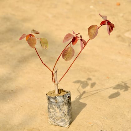 Buy Euphorbia (Any Colour) in 4 Inch Nursery Bag Online | Urvann.com