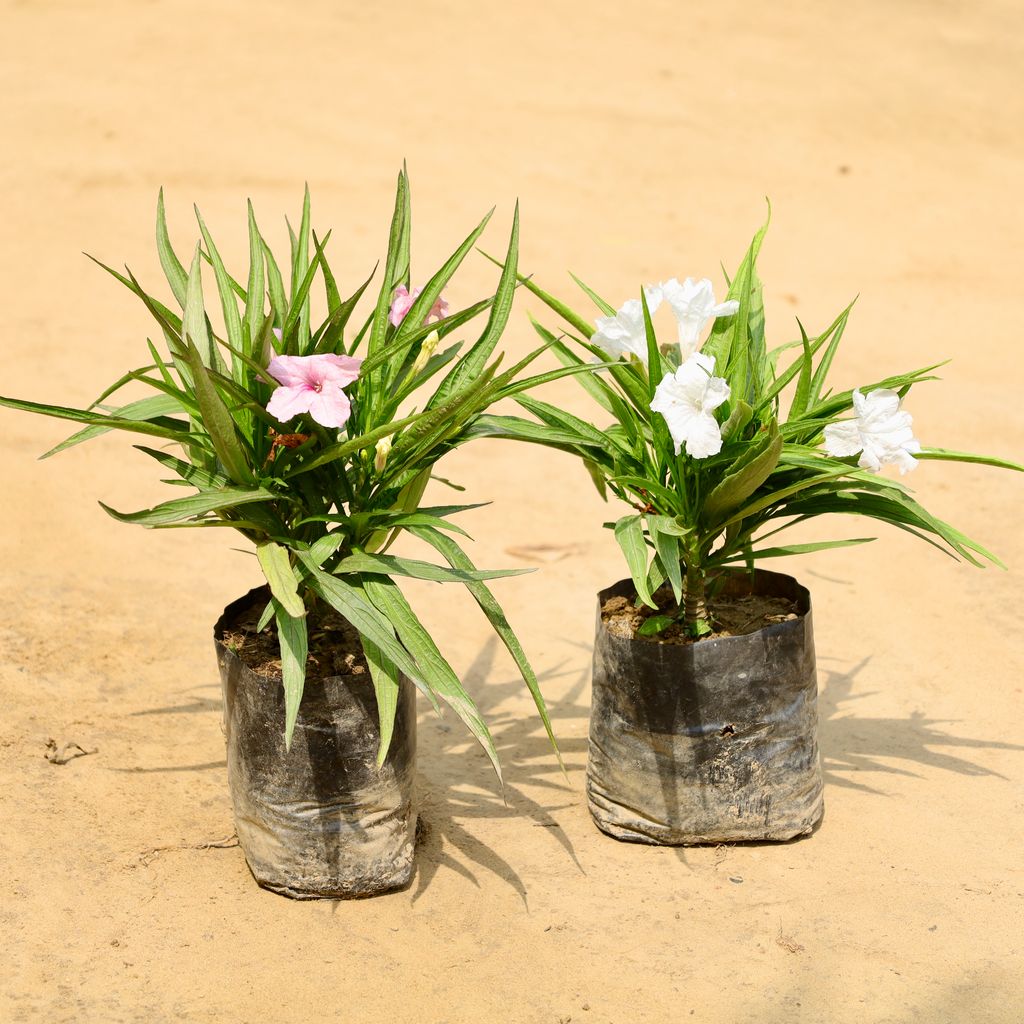 Buy Set of 2 - Ruellia (Any Colour) in 4 Inch Nursery Bag Online | Urvann.com Set of 2 - Ruellia (Any Colour) in 4 Inch Nursery Bag