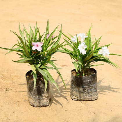 Buy Set of 2 - Ruellia (Any Colour) in 4 Inch Nursery Bag Online | Urvann.com