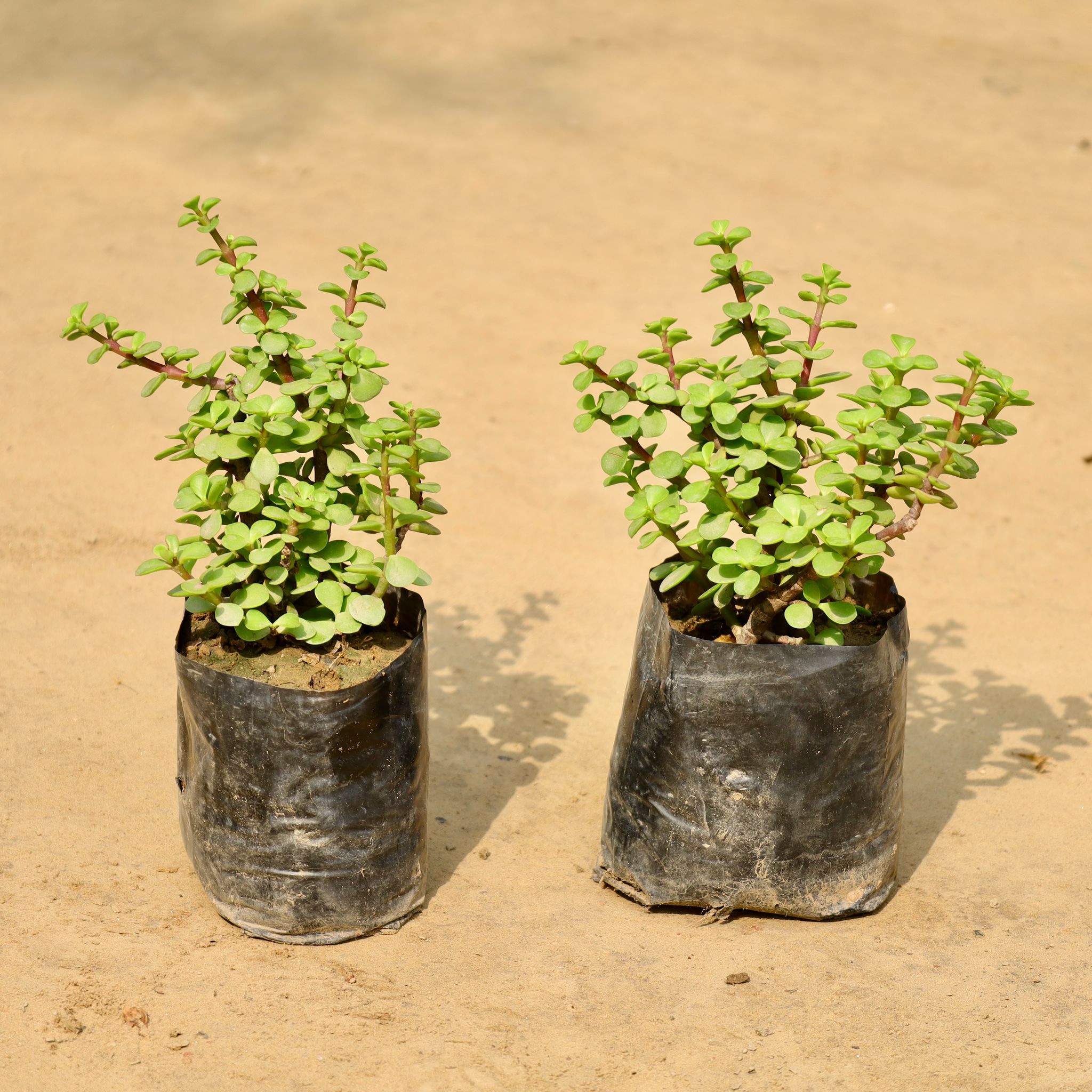 Set of 2 - Jade Plant in 4 Inch Nursery Bag