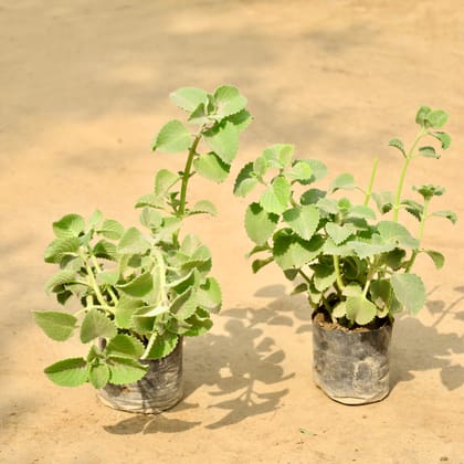 Buy Set of 2 - Ajwain Plant in 4 Inch Nursery Bag Online | Urvann.com