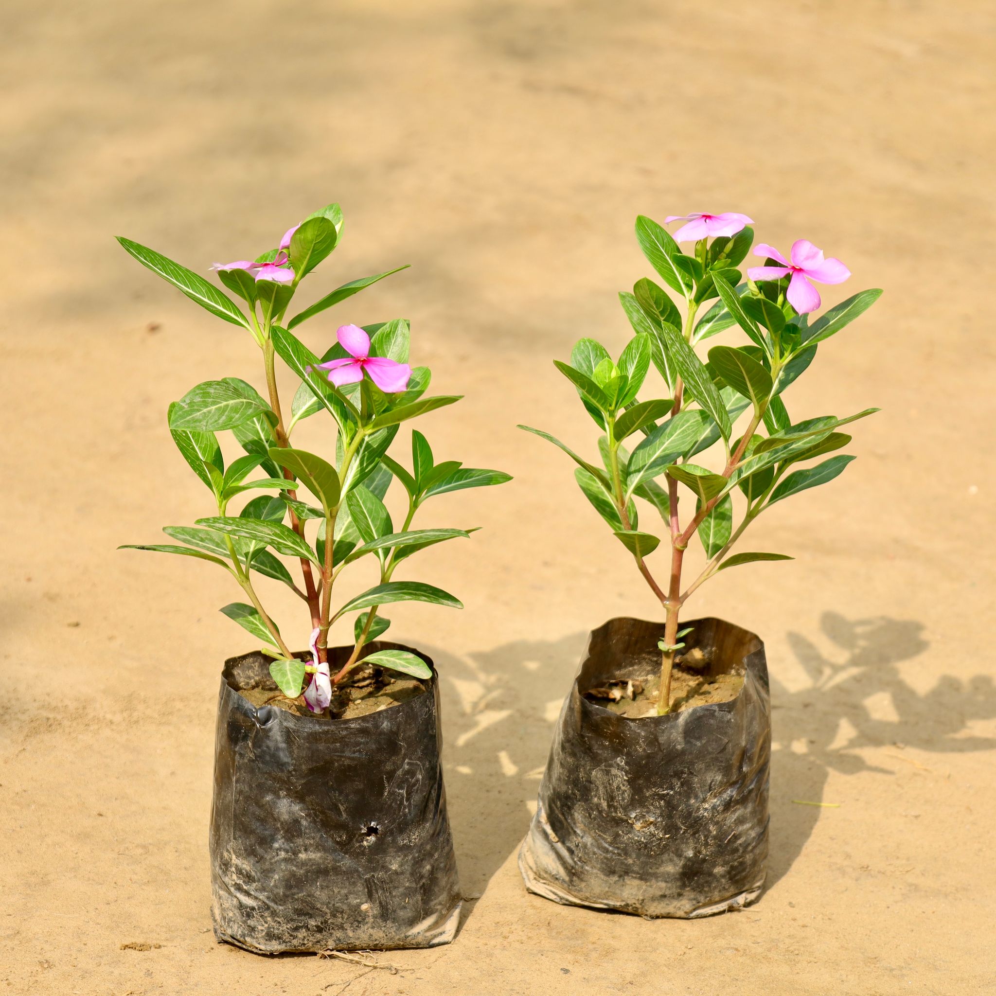 Set of 2 - Periwinkle / Sadabahar / Vinca (Any Colour) in 4 Inch Nursery Bag