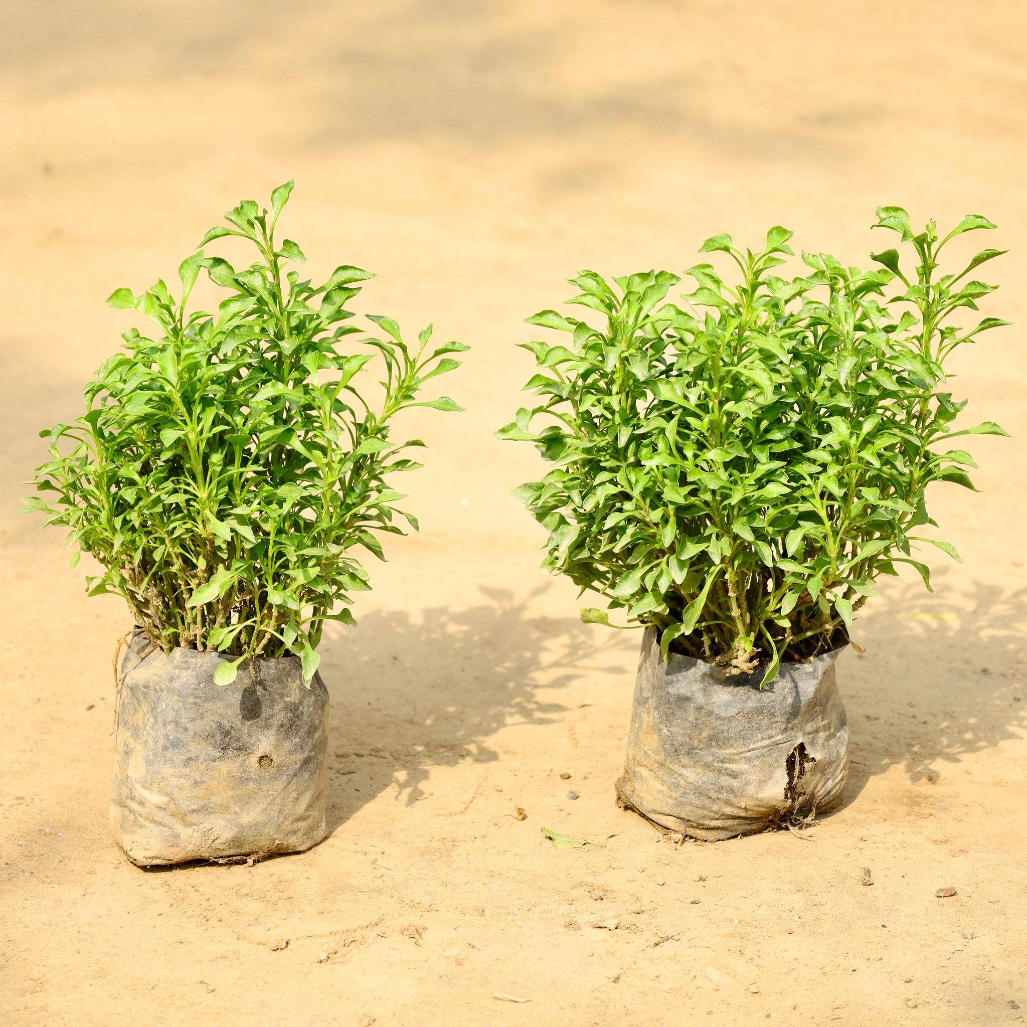 Set of 2 - Alternanthera Green in 4 Inch Nursery Bag