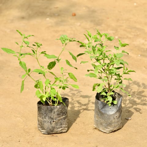 Set of 2 - Rama Tulsi & Shyama Tulsi in 4 Inch Nursery Bag