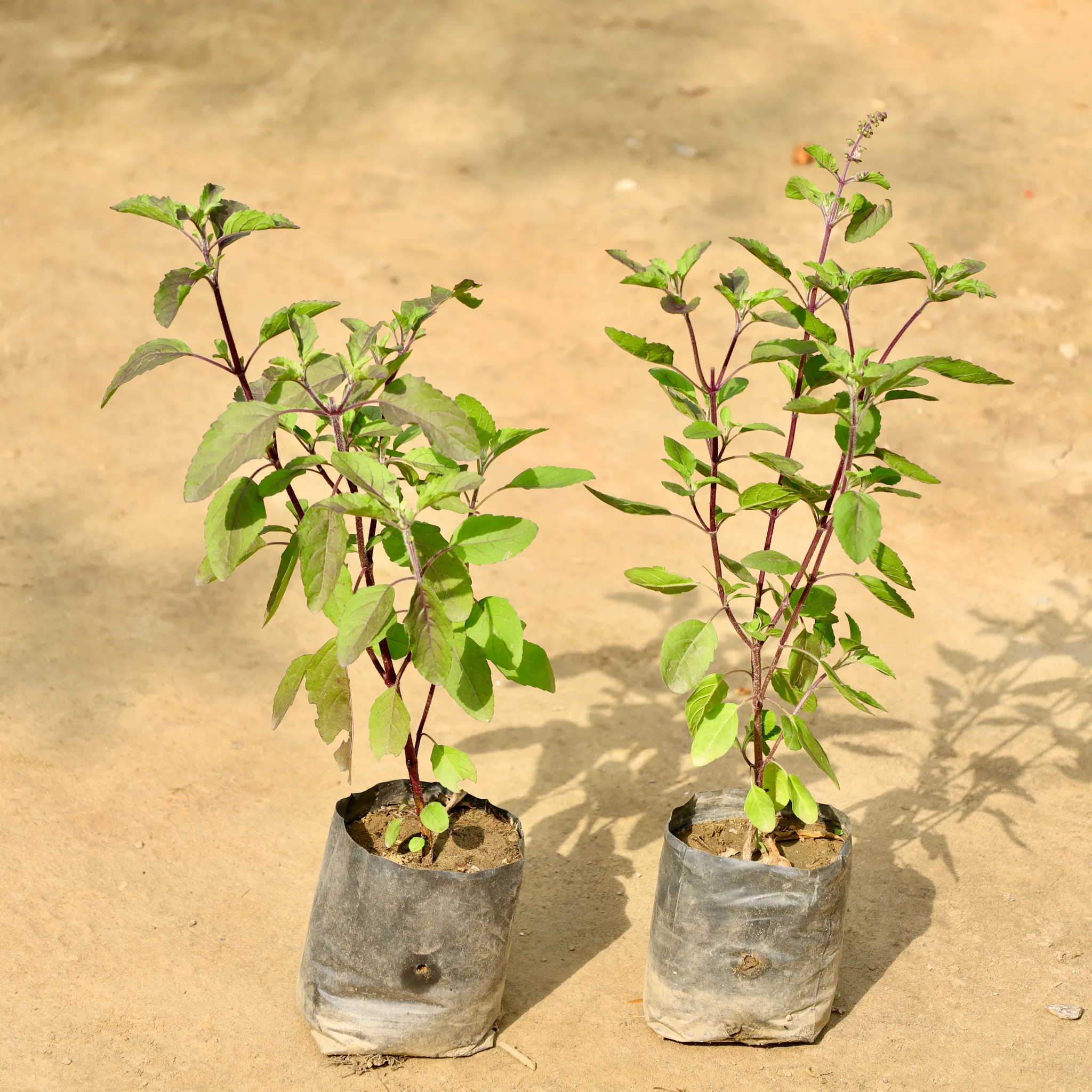 Set of 2 - Shyama Tulsi in 4 Inch Nursery Bag