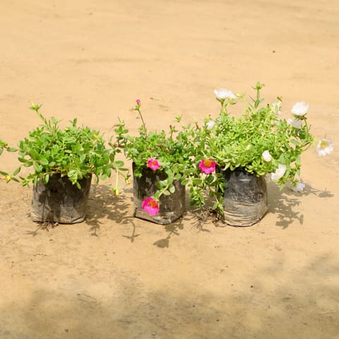 Set of 3 - Kulfa / Purslane in 4 Inch Nursery Bag