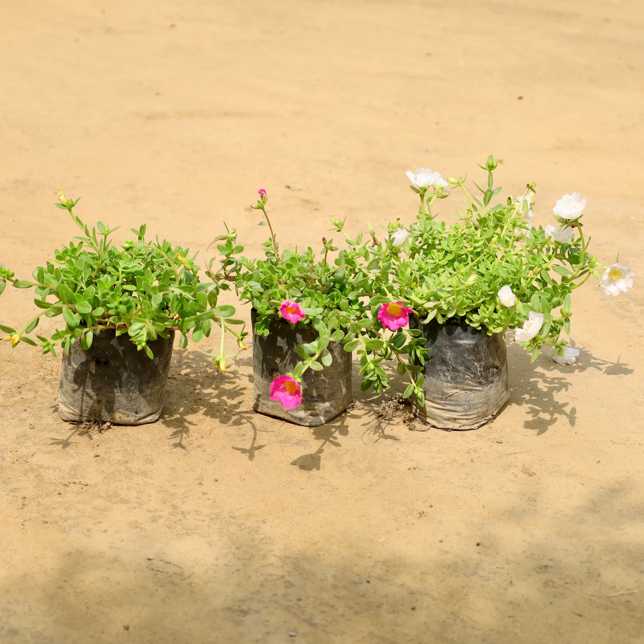 Set of 3 - Kulfa / Purslane in 4 Inch Nursery Bag