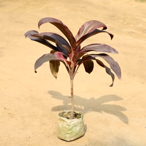 Dracaena Rosea in 4 Inch Nursery Bag