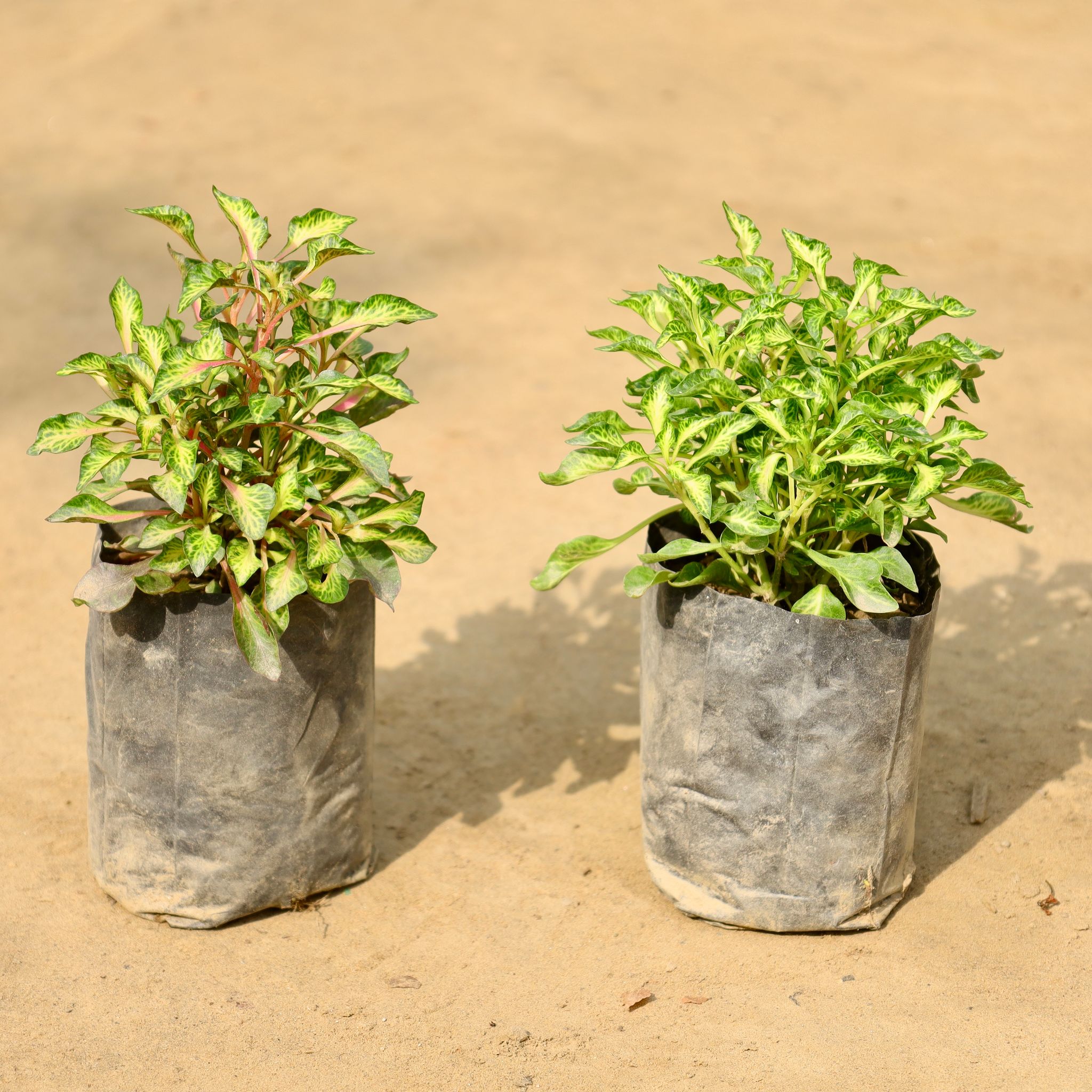 Set of 2 - Alternanthera (Green & Red) in 4 Inch Nursery Bag