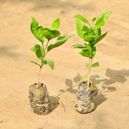 Buy Set of 2 - Bel Patra in 4 Inch Nursery Bag Online | Urvann.com