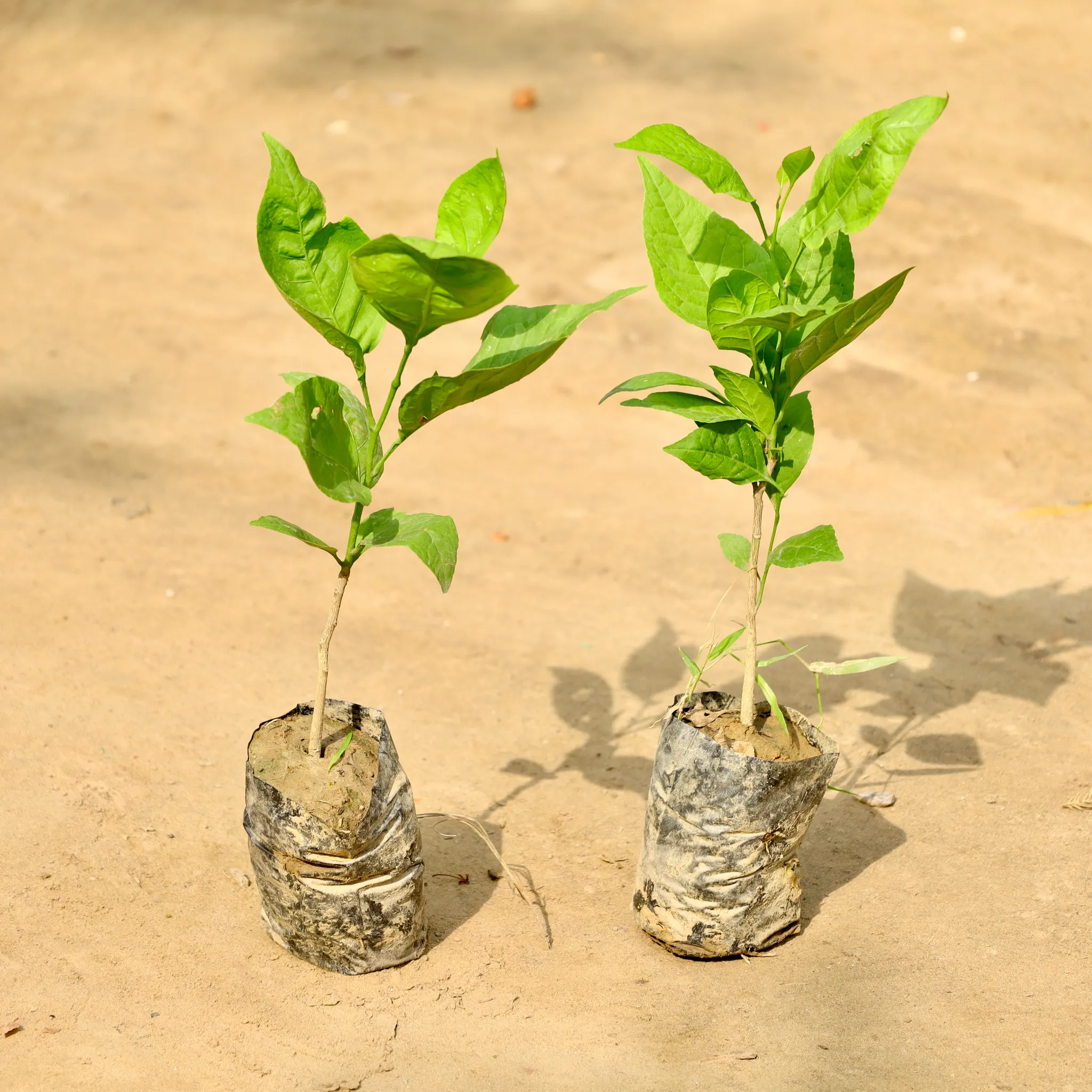 Set of 2 - Bel Patra in 4 Inch Nursery Bag