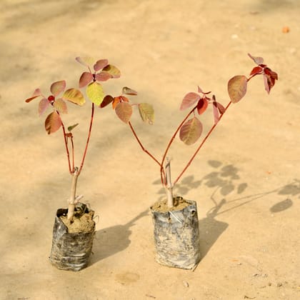 Buy Set of 2 - Euphorbia (Any Colour) in 4 Inch Nursery Bag Online | Urvann.com