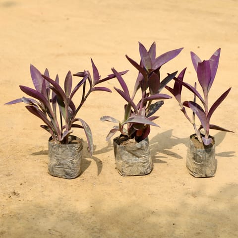 Set of 3 - Purple Heart in 4 Inch Nursery Bag