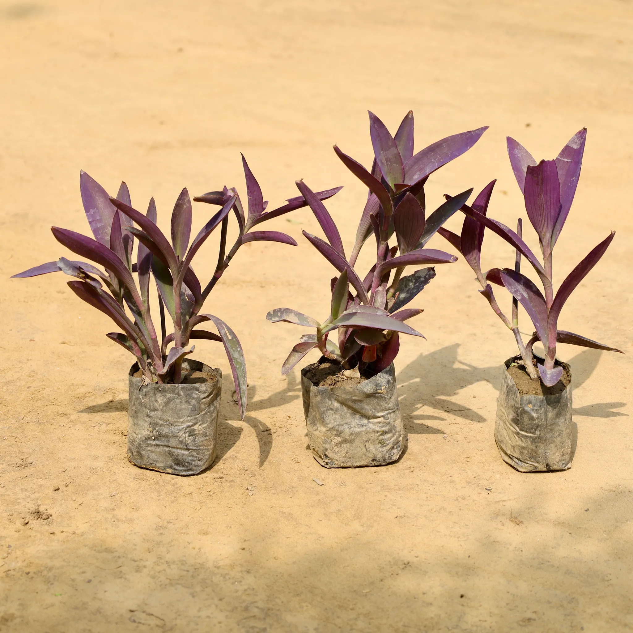 Set of 3 - Purple Heart in 4 Inch Nursery Bag