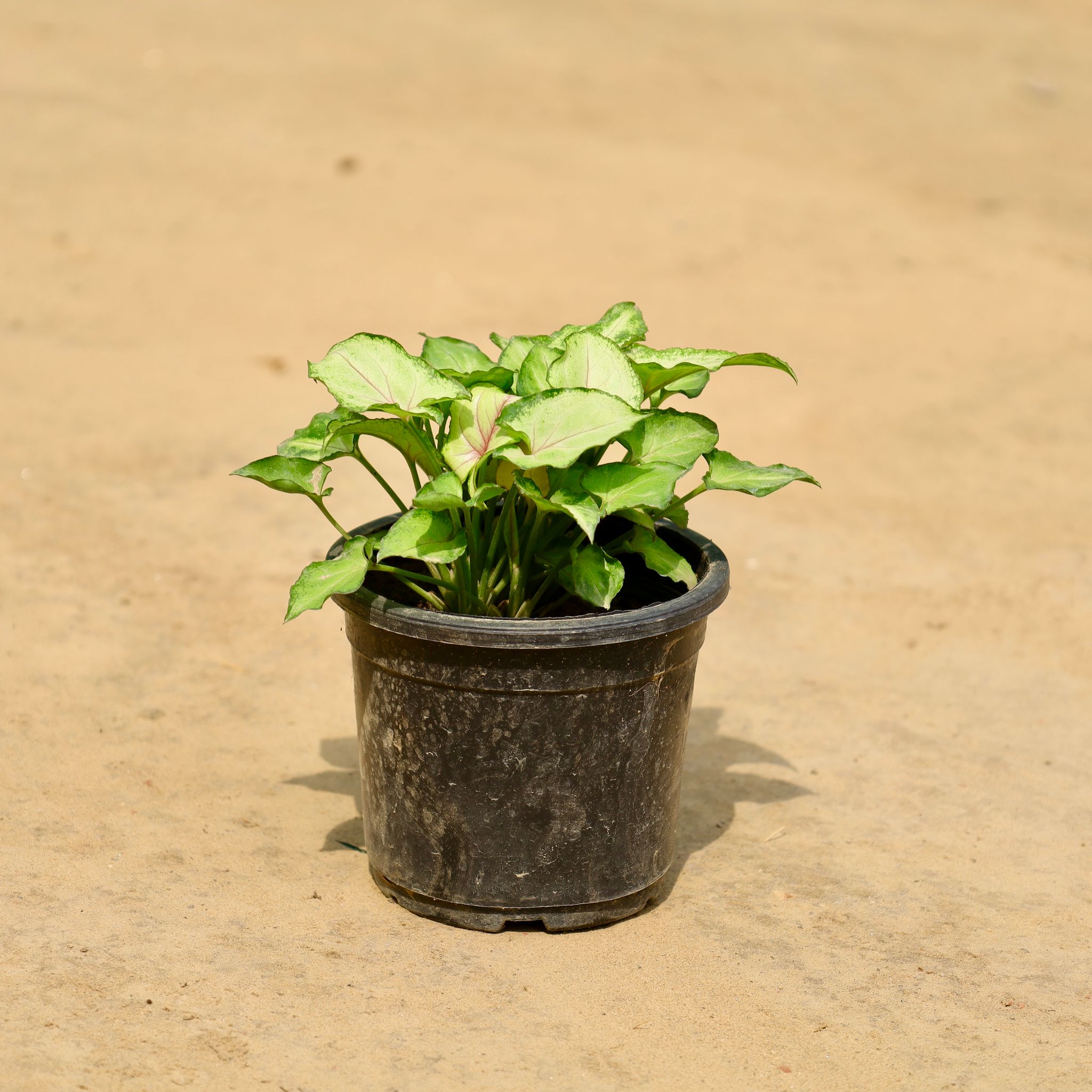 Syngonium Dwarf in 4 Inch Nursery Pot