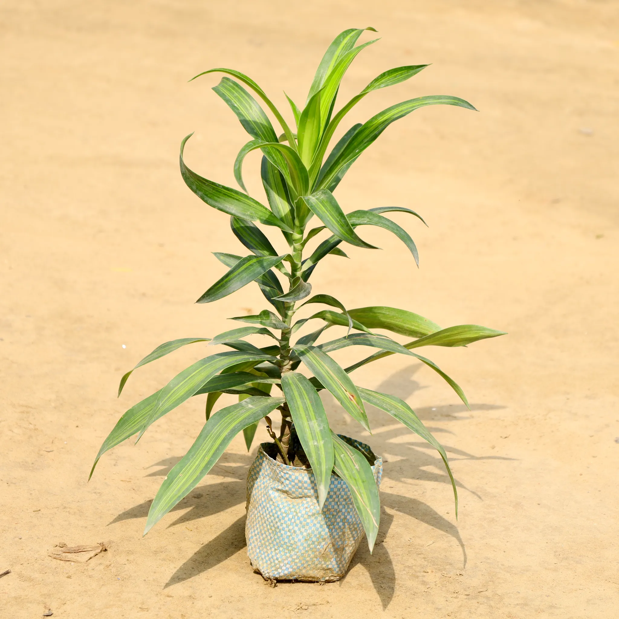 Dracaena Messenger in 4 Inch Nursery Bag