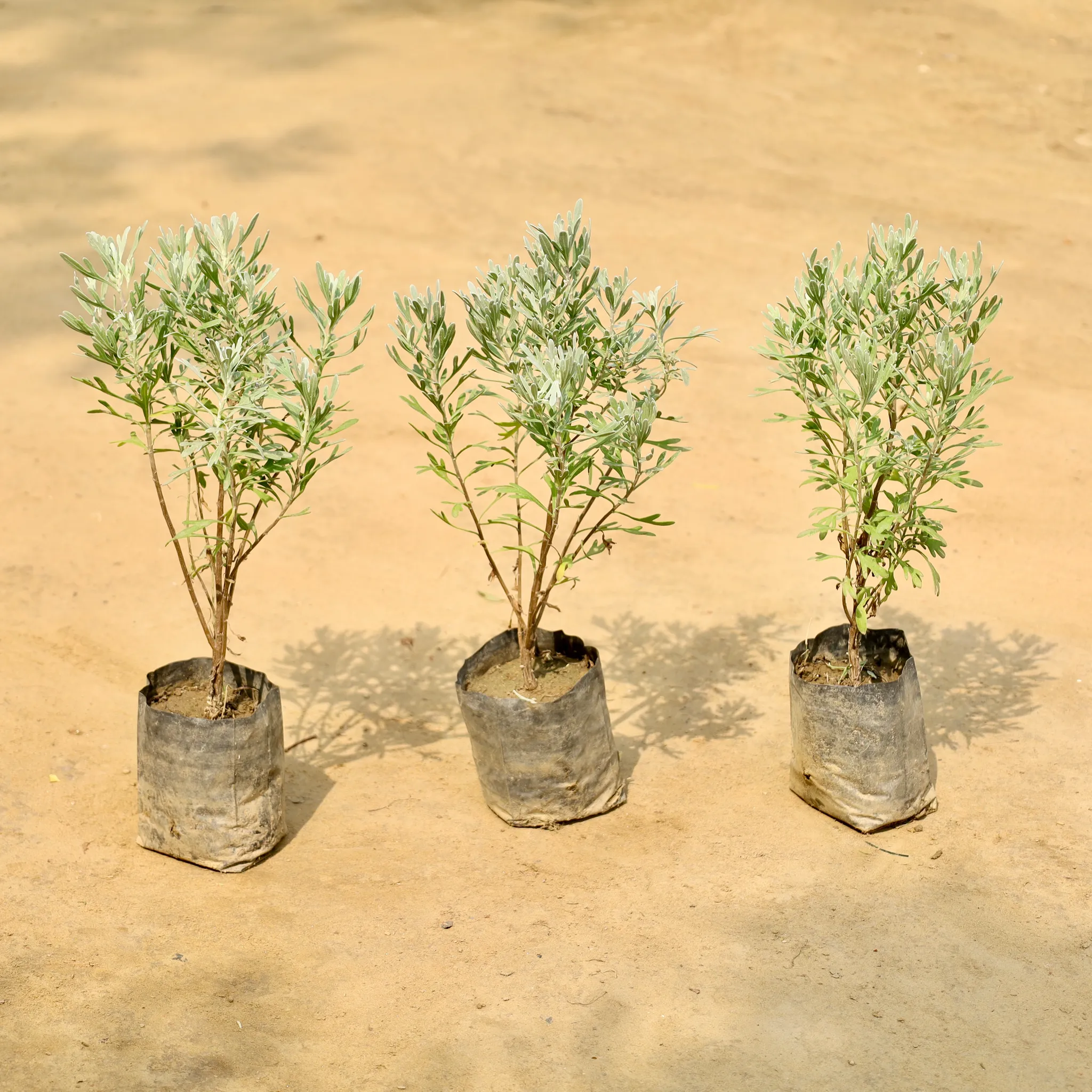 Set of 3 - Lavender in 4 Inch Nursery Bag