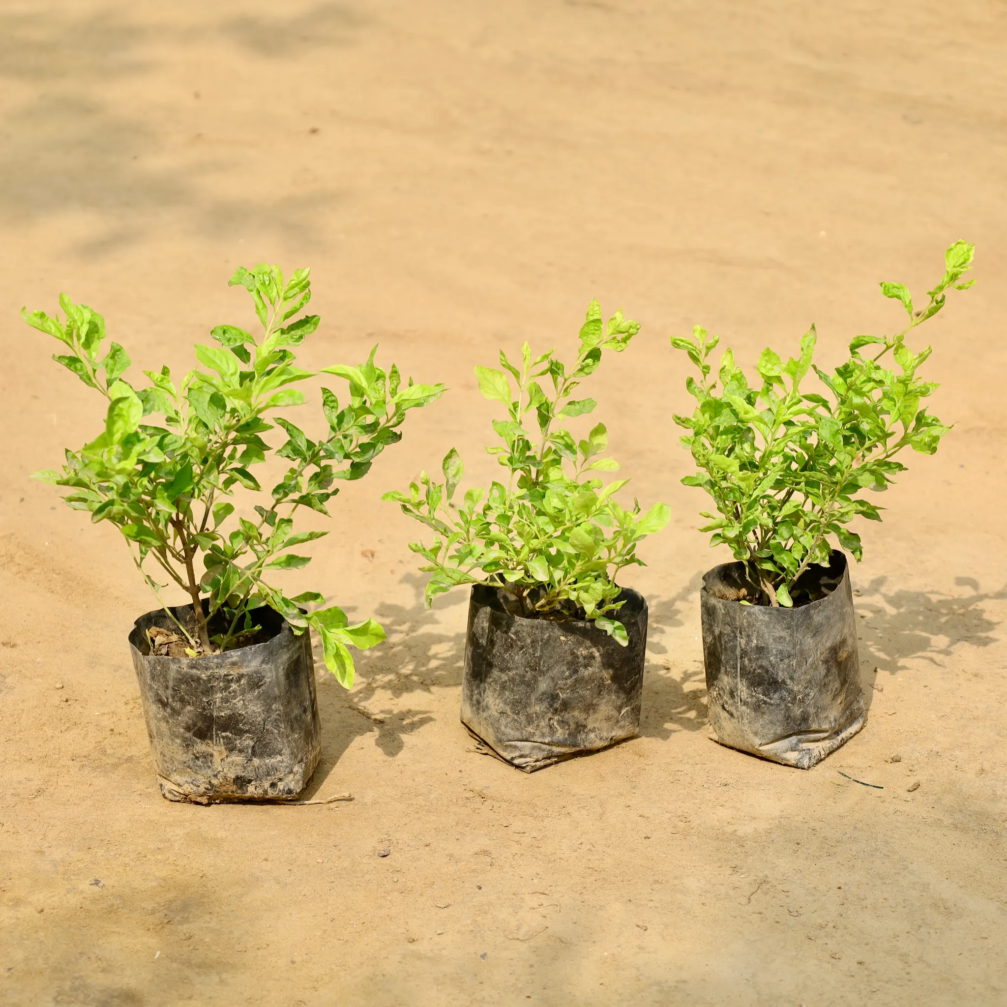 Set of 3 - Golden Duranta in 4 Inch Nursery Bag