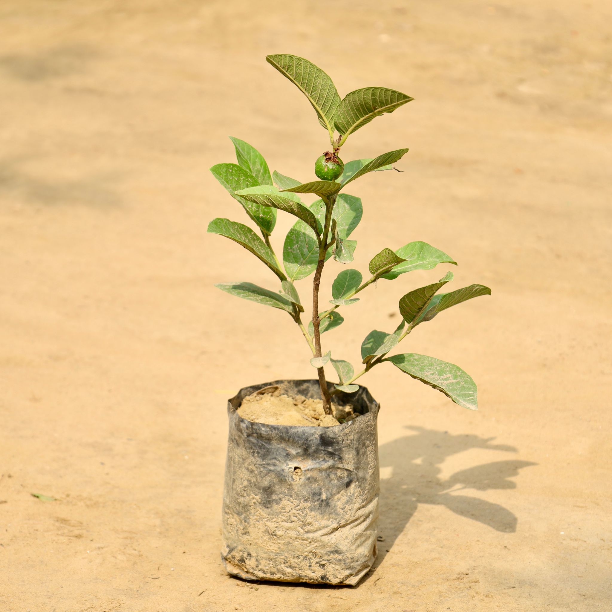 Amrood / Guava in 7 Inch Nursery Bag