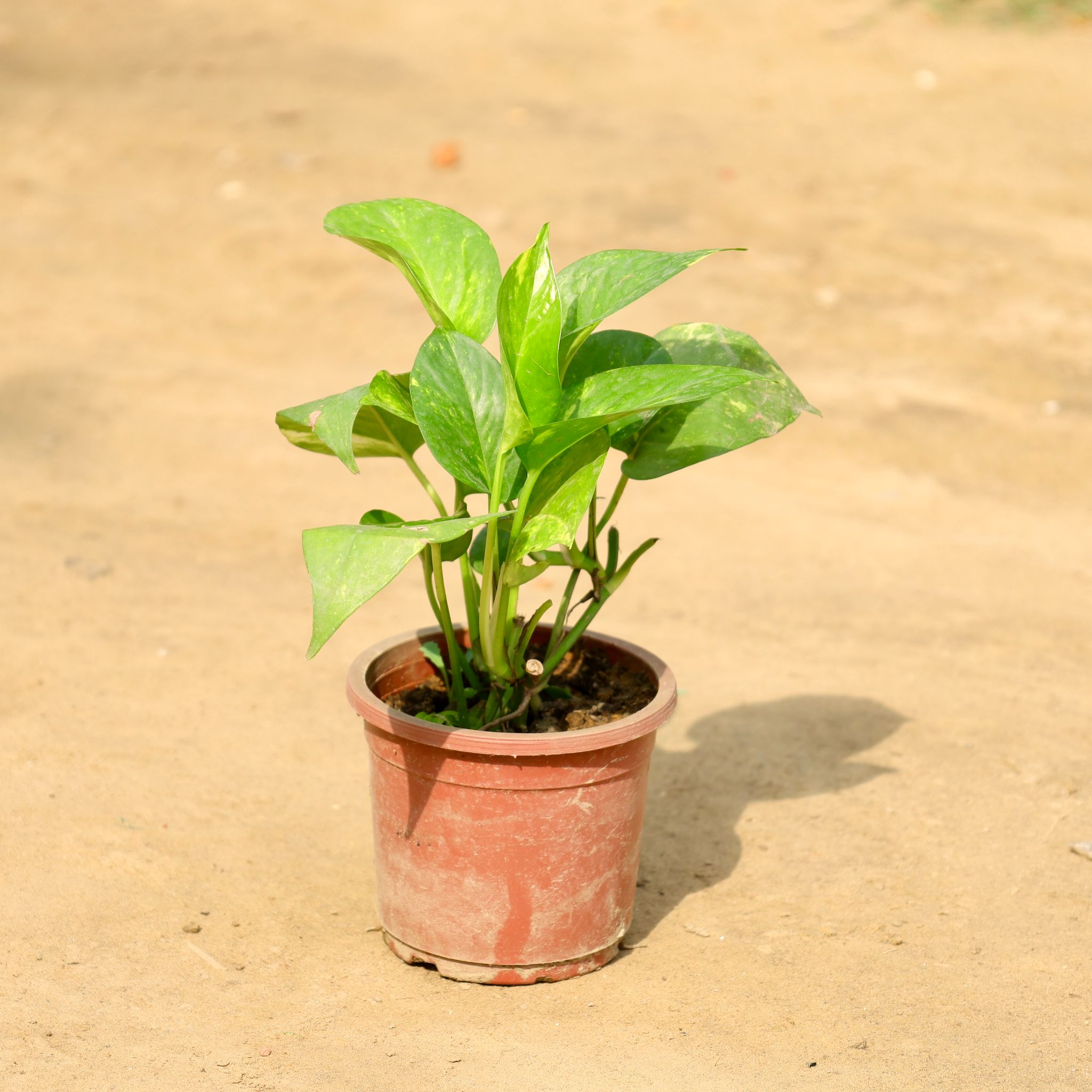 Money Plant in 4 Inch Nursery Pot