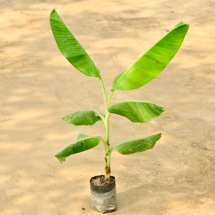 Buy Banana Plant in 7 Inch Nursery Bag Online | Urvann.com