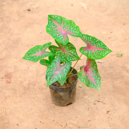 Caladium / Heart Of Jesus Green Plant in 6 Inch Nursery Pot