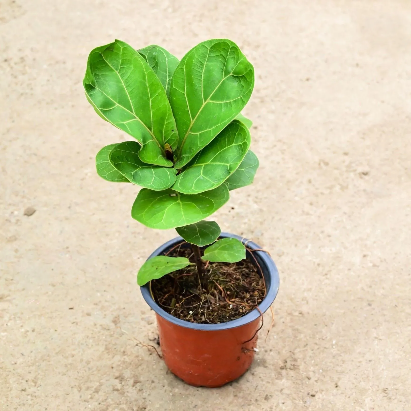 Air Purifying - Fiddle Leaf Fig / Ficus Lyrata in 4 Inch Nursery Pot