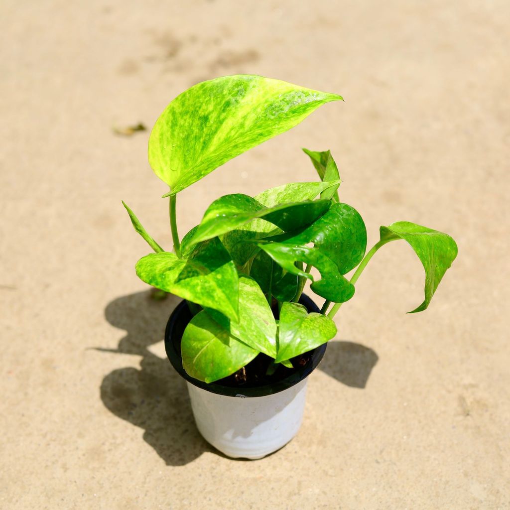 Money Plant Vareigated in 4 Inch Nursery Pot