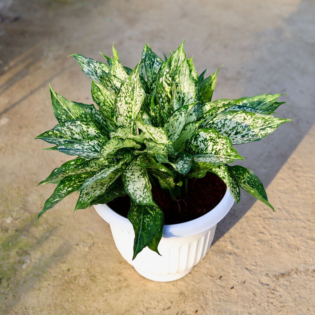 Aglaonema Snow white in 10 Inch White Olive Plastic Pot