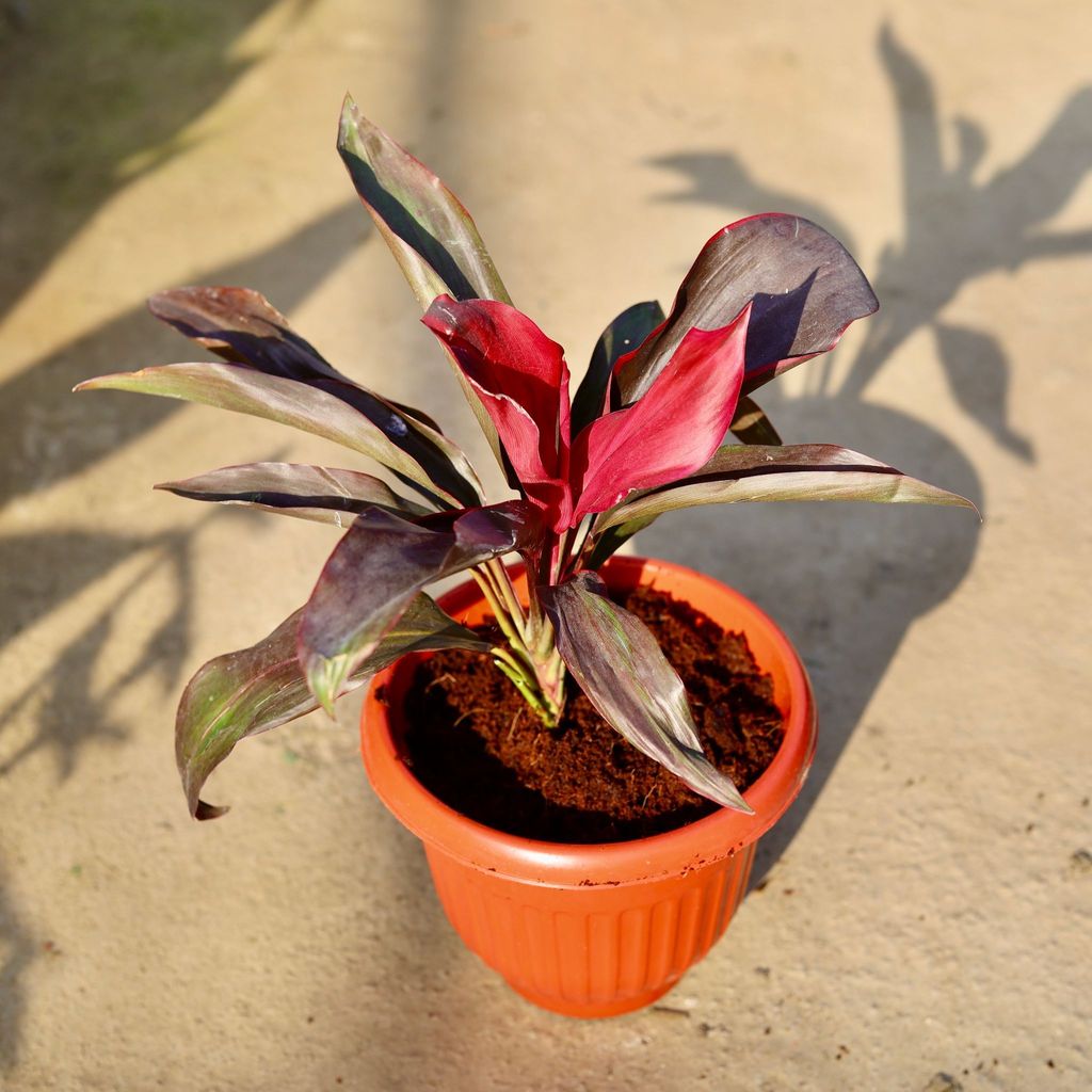 Dracaena Rosea in 8 Inch Terracotta Red Olive Plastic Pot Dracaena Rosea in 8 Inch Terracotta Red Olive Plastic Pot