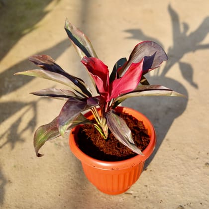 Dracaena Rosea in 8 Inch Terracotta Red Olive Plastic Pot