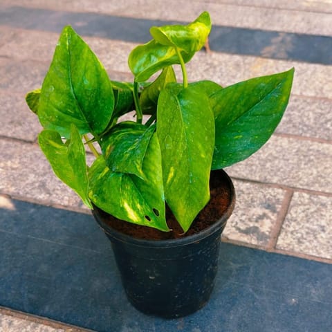 Air Purifying - Money Plant Green in 4 Inch Nursery Pot