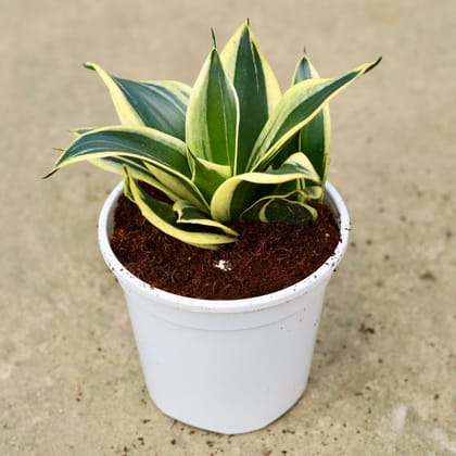 Snake Dwarf in 6 Inch White Nursery Pot