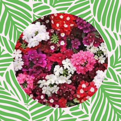 Free Gift - Verbena Mix Seeds - Excellent Germination - Flash Sale