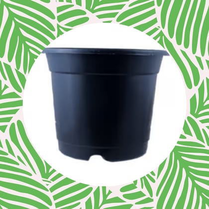 Free Gift - 4 Inch Black Nursery Pot - Flash Sale