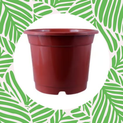 Free Gift - 4 Inch Red Nursery Pot - Flash Sale