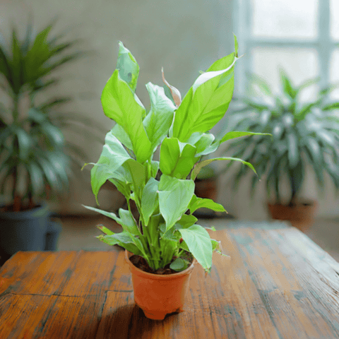 Peace Lily in 6 Inch Nursery Pot