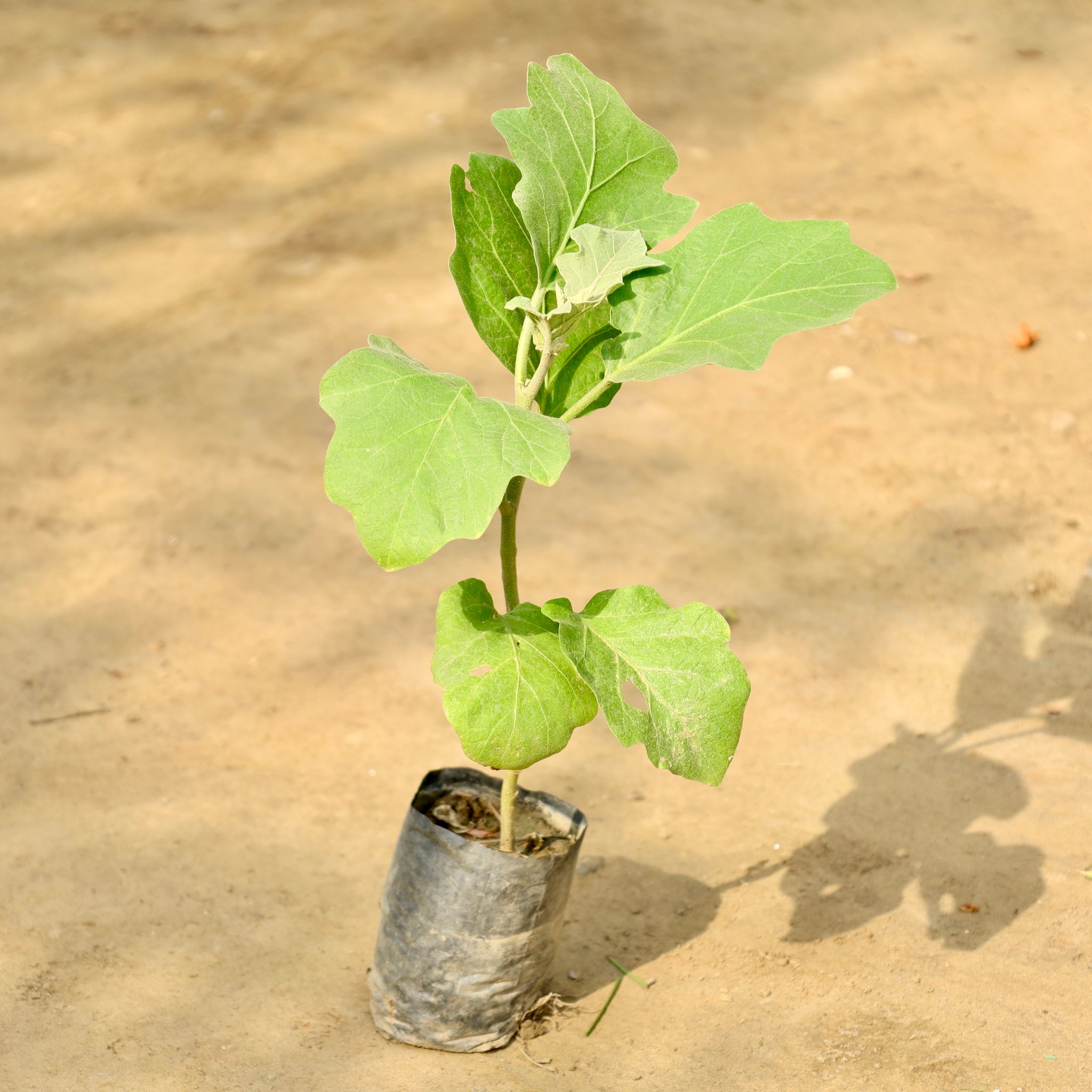 Brinjal / Baigan in 5 Inch Nursery Bag