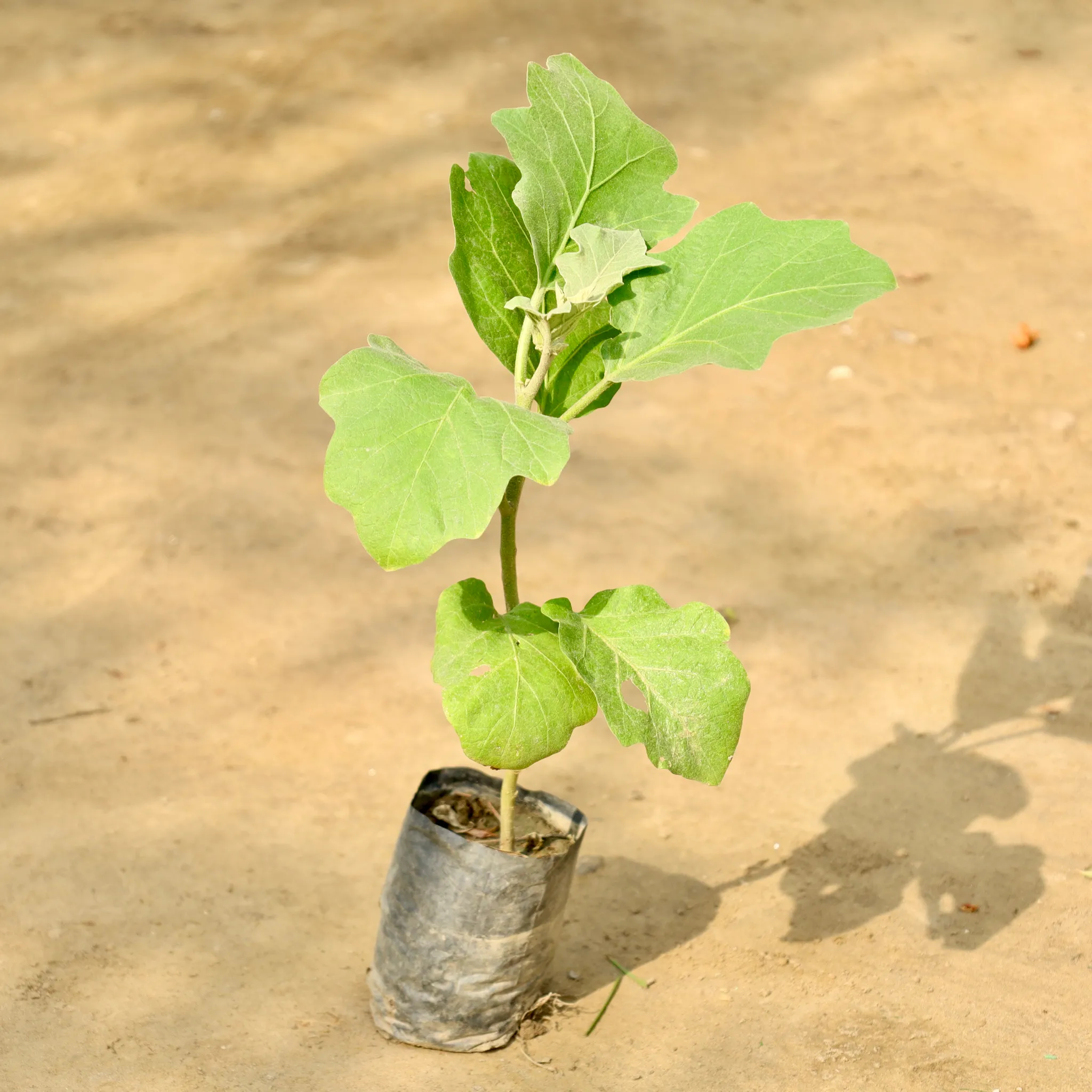 Brinjal / Baigan in 5 Inch Nursery Bag