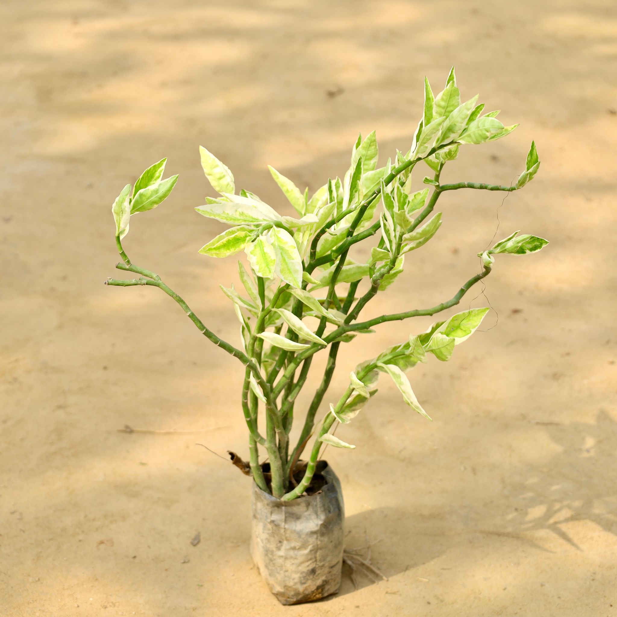 Pedilanthus / Devil's Backbone in 4 Inch Nursery Bag