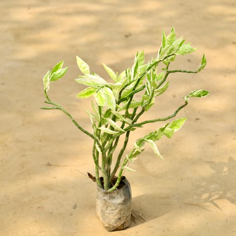 Pedilanthus / Devil's Backbone in 4 Inch Nursery Bag
