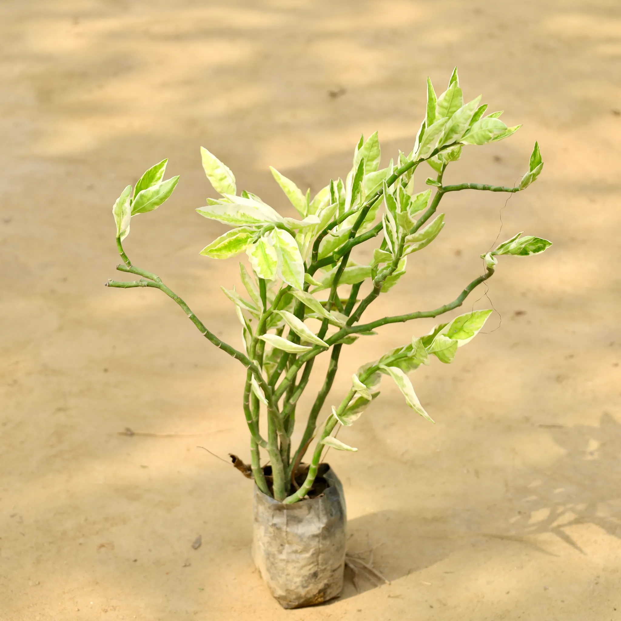 Pedilanthus / Devil's Backbone in 4 Inch Nursery Bag