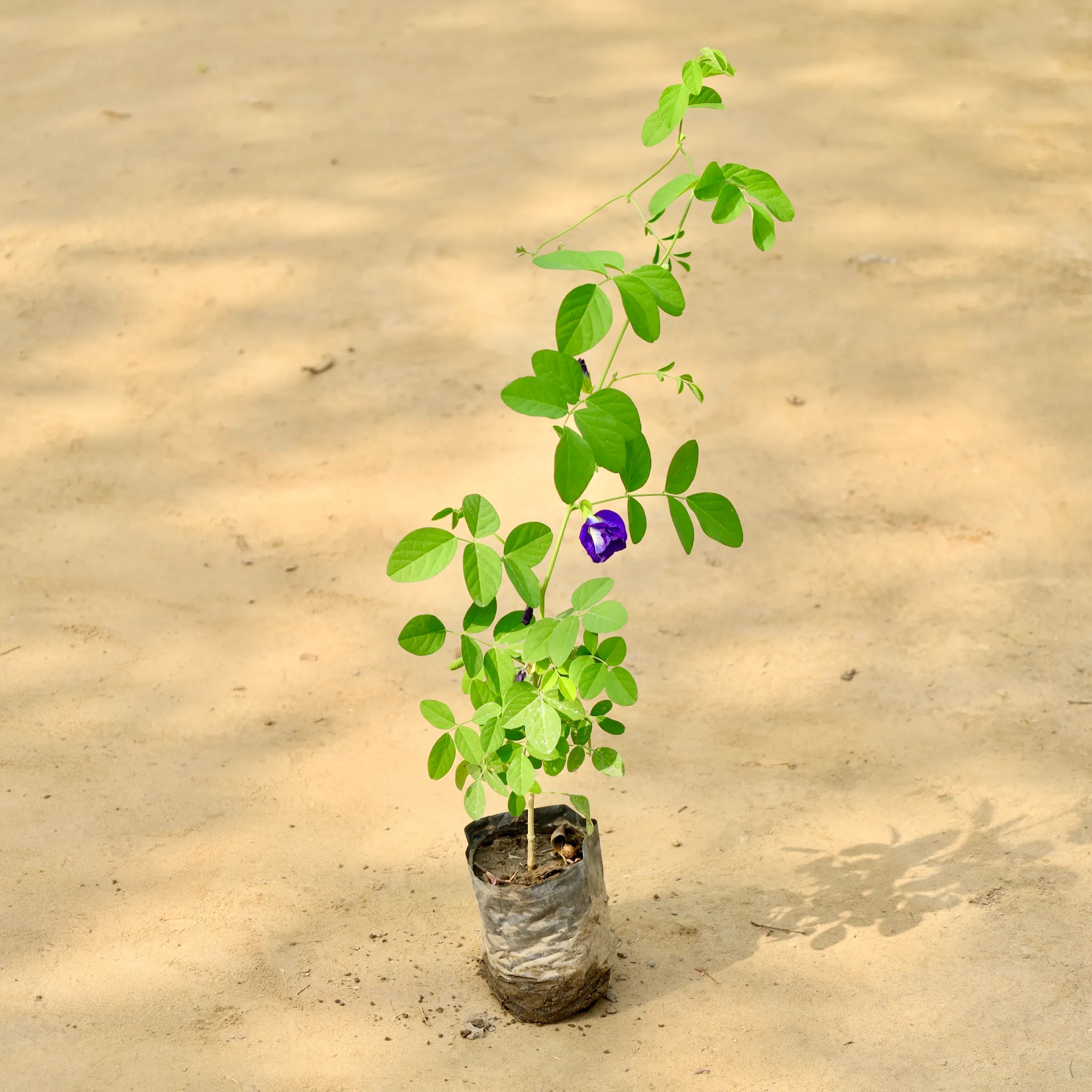 Aparajita Blue in 4 Inch Nursery Bag