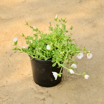 Buy Kulfa / Moss Rose / Common Purslane (Any Colour) in 6 Inch Nursery Pot Online | Urvann.com
