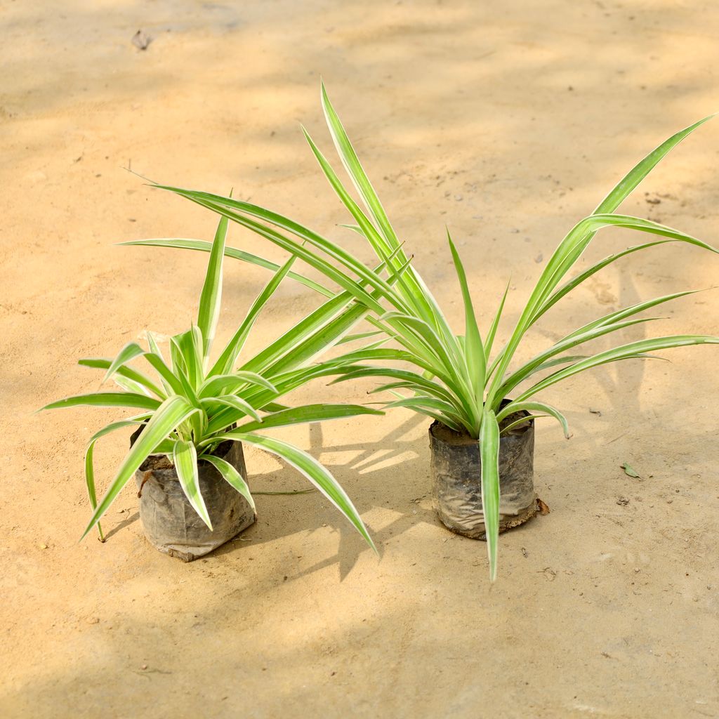 Buy Set of 2 - Spider Plant in 4 Inch Nursery Bag Online | Urvann.com Set of 2 - Spider Plant in 4 Inch Nursery Bag